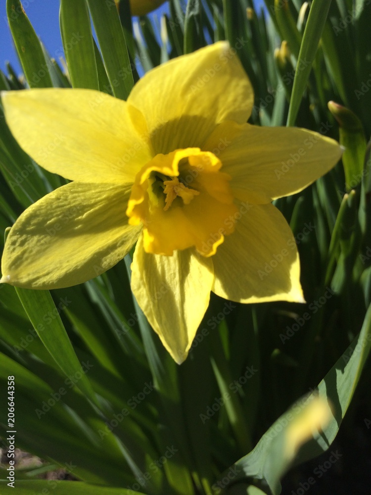 Blossom narcissus Blossom narcissus