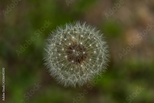 Closeup of a dandelion flower