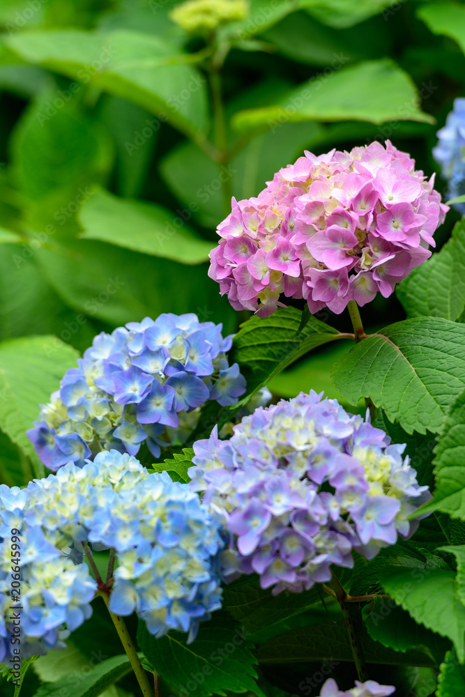 紫陽花 紫陽花
