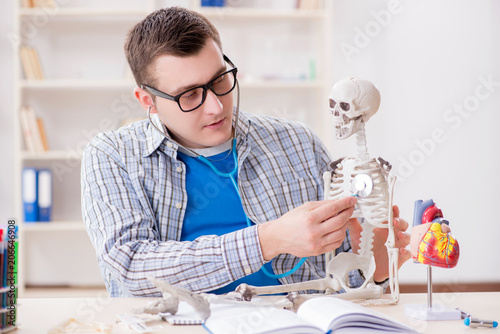 Medical student studying skeleton in classroom during lecture