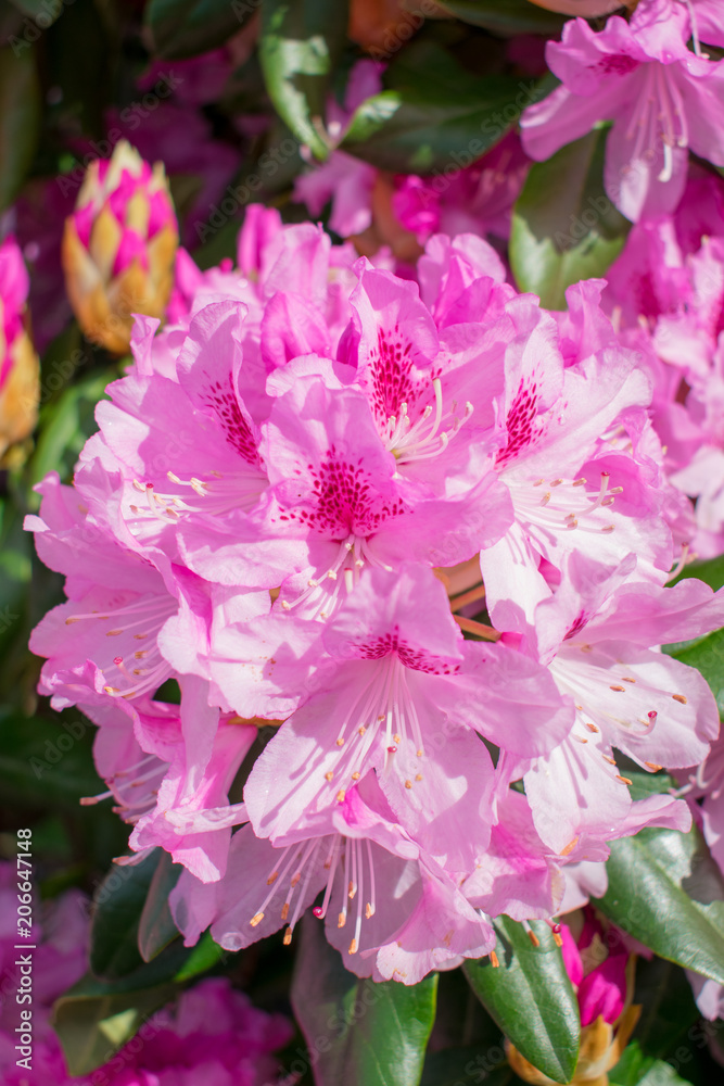 Rhododendron Blooming in Spring Rhododendron Blooming in Spring