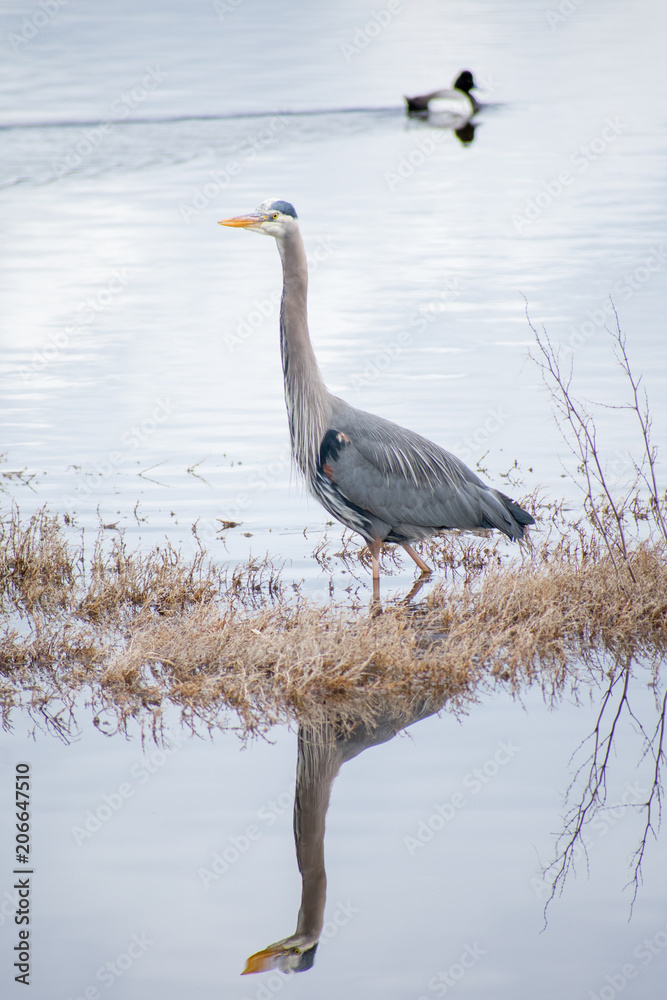 Fototapeta premium Great Blue Heron with Reflection