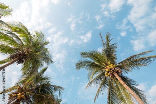 Vintage nature background - coconut palm tree on tropical beach blue sky with sunlight of morning in summer  uprisen angle. vintage instagram filter