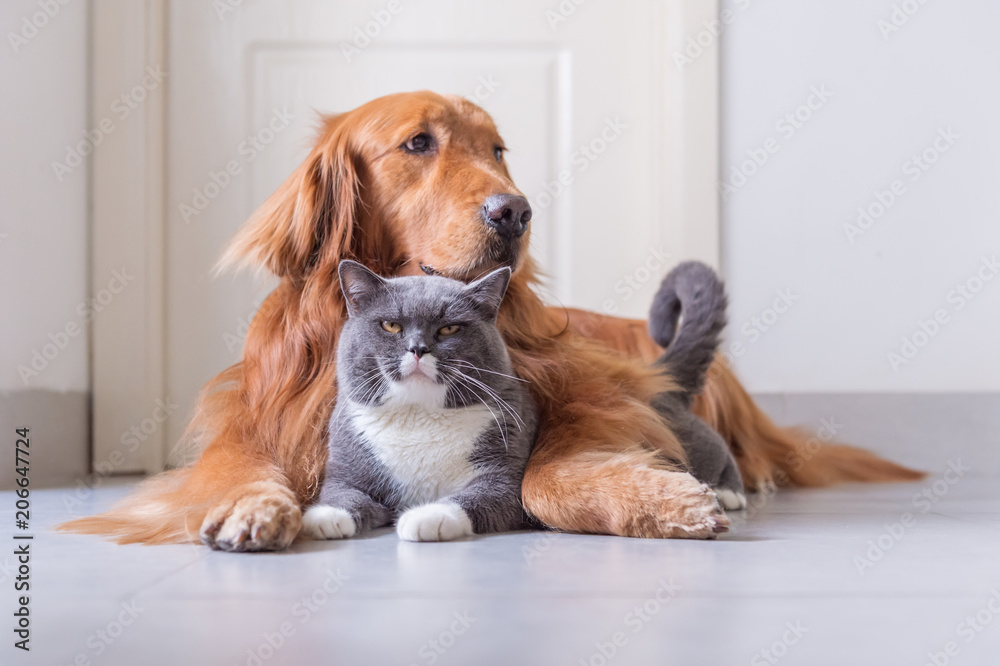 British Shorthair and Golden Retriever