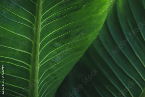 Large foliage of tropical leaf with dark green texture, abstract nature background.