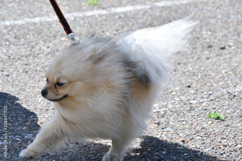 Dog breeds of German Spitz