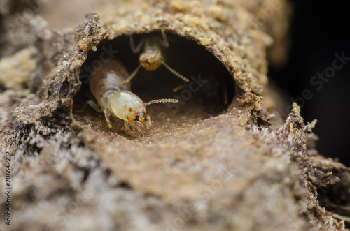 termite