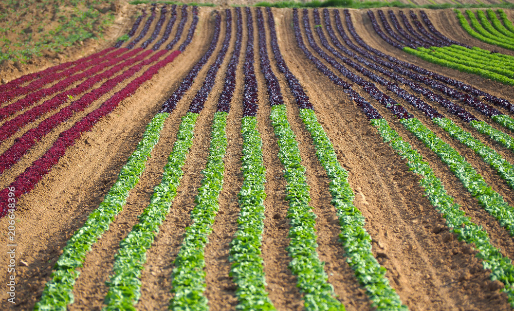 Rows of colorful rainbow of agricultural fields of crops (lettuce plants), including green, red, purple varieties