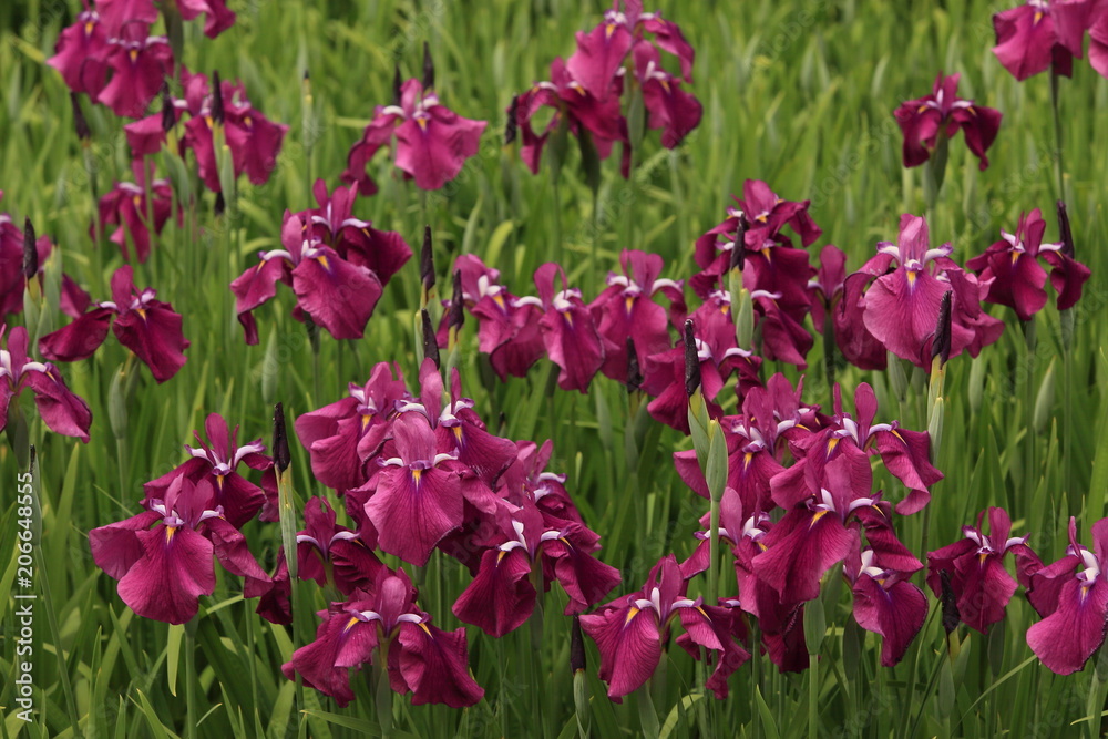 赤紫の花菖蒲畑 赤紫の花菖蒲畑