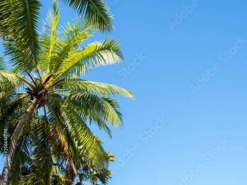 Beautiful Sunny Palm Trees Against Deep Blue Sky in Sunet Light with Clear Space