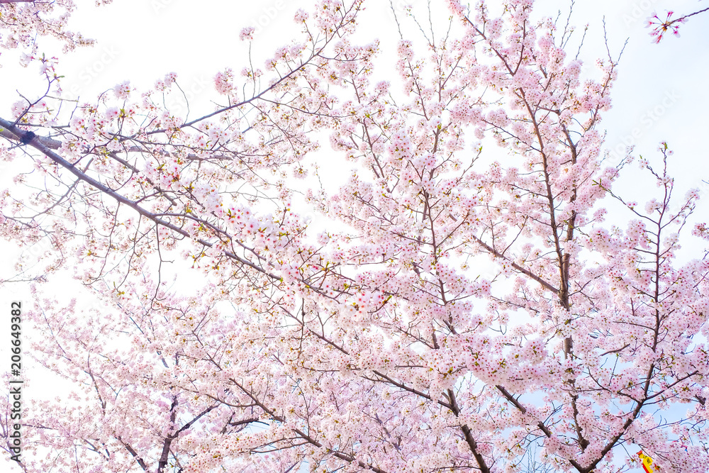 Japanese pink sakuraa blossom blooming flower on tree branch Japanese pink sakuraa blossom blooming flower on tree branch