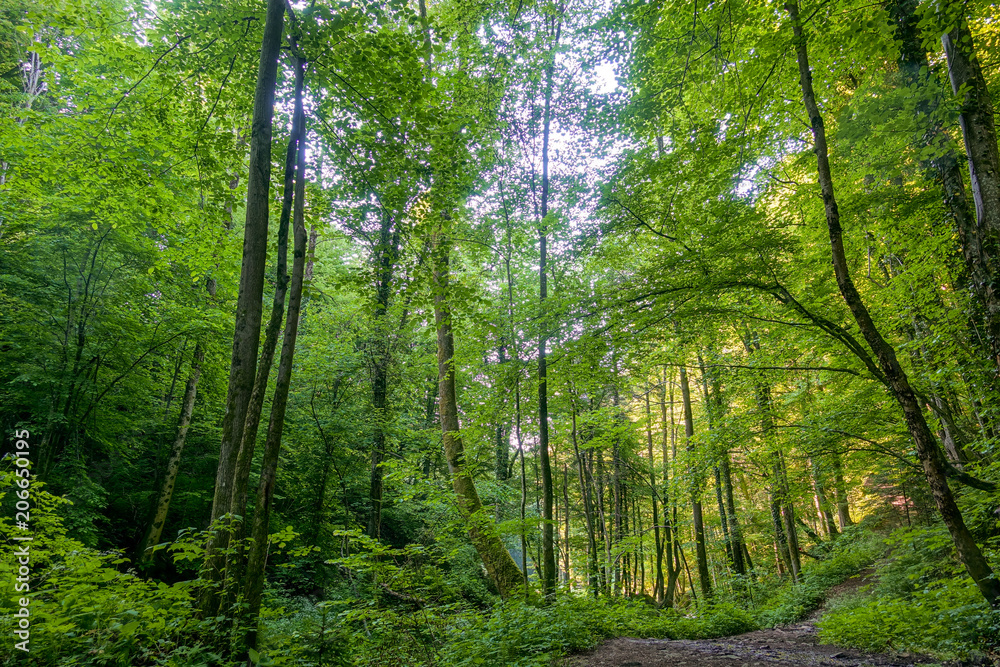 Obraz premium Path through a spring forest in bright sunshine, Bistriski Vintgar, Slovenia