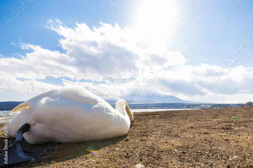White swan on Yamanagako lake shore bckground with Fuji mountain