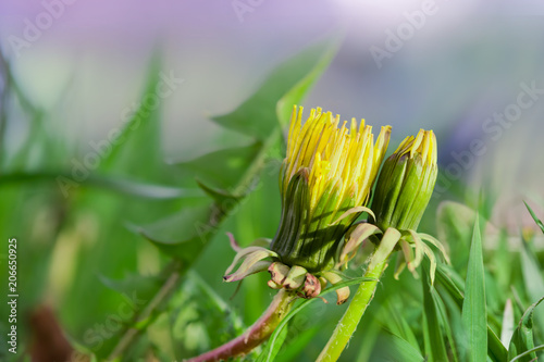 Fototapeta Naklejka Na Ścianę i Meble -  Yellow dandelion flower close-up on delicate green background, beautiful image

