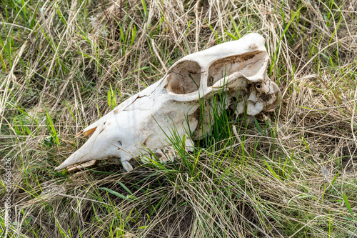 Skull of a large animal on the grass © pro2audio