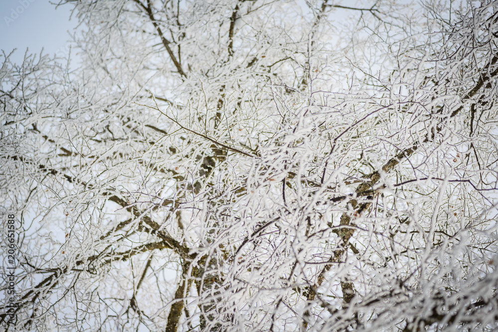 Landscape with hoarfrost on the branches near the lake Zell am See. Austria Landscape with hoarfrost on the branches near the lake Zell am See. Austria