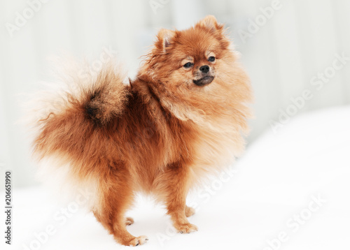 Cute Pomeranian spitz dog