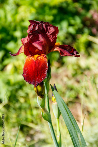Fototapeta Naklejka Na Ścianę i Meble -  Beautiful iris flower on flowerbed in garden