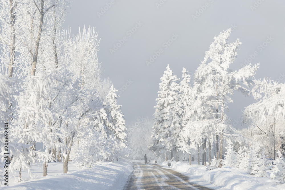 Fototapeta premium Winter forest with trees covered snow. White frost park landscape.