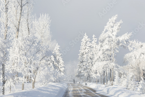Winter forest with trees covered snow. White frost park landscape. © anya babii