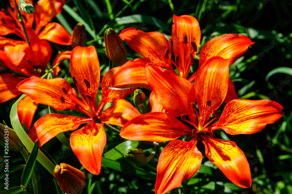 Beautiful orange lily on flowerbed in the garden Beautiful orange lily on flowerbed in the garden