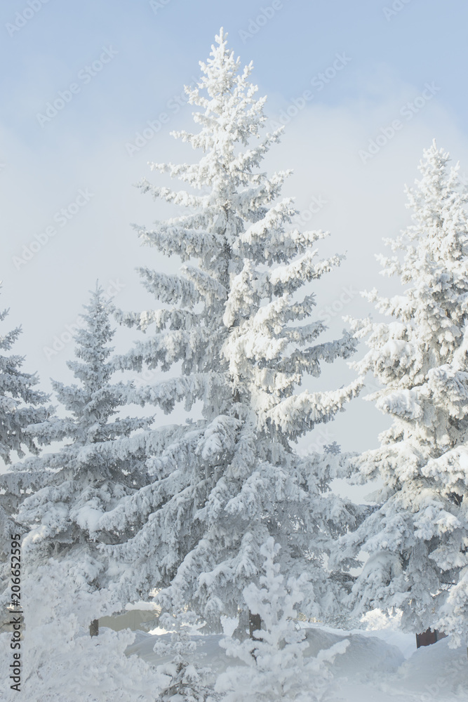 Fototapeta premium A snowy fir tree. Winter frost tree.