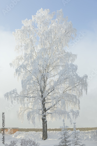 Wallpaper Mural Snowy birch. Winter frost tree. December landscape. Torontodigital.ca