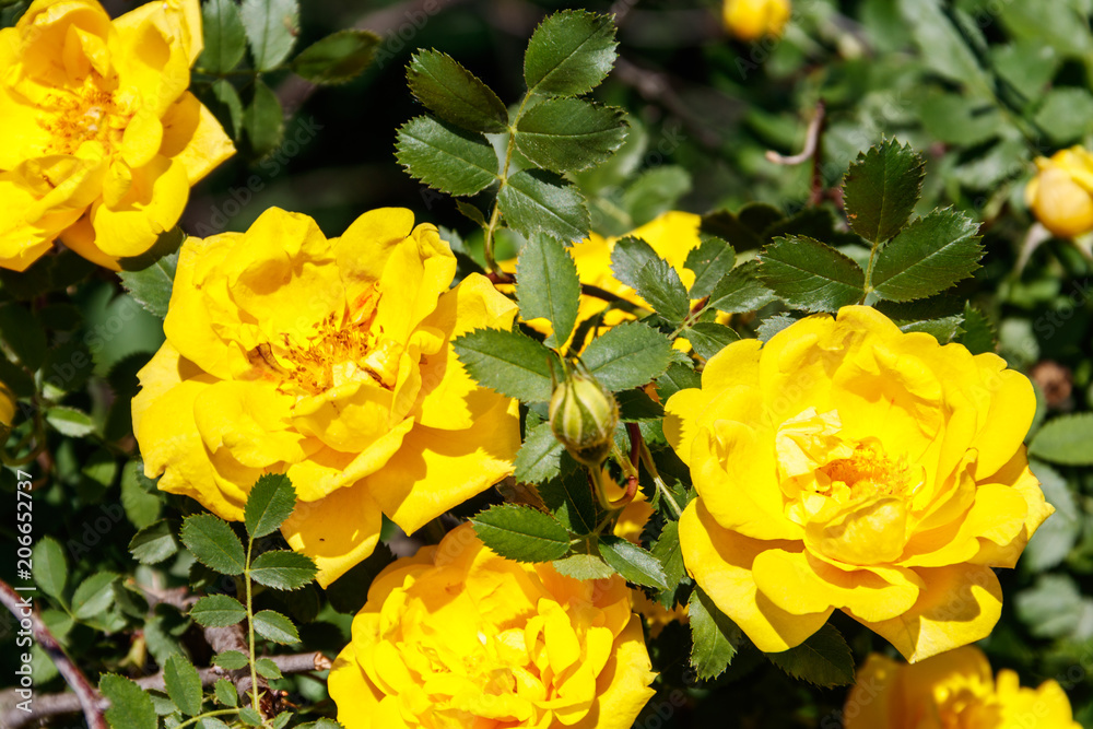 Beautiful bush of yellow roses in the garden Beautiful bush of yellow roses in the garden