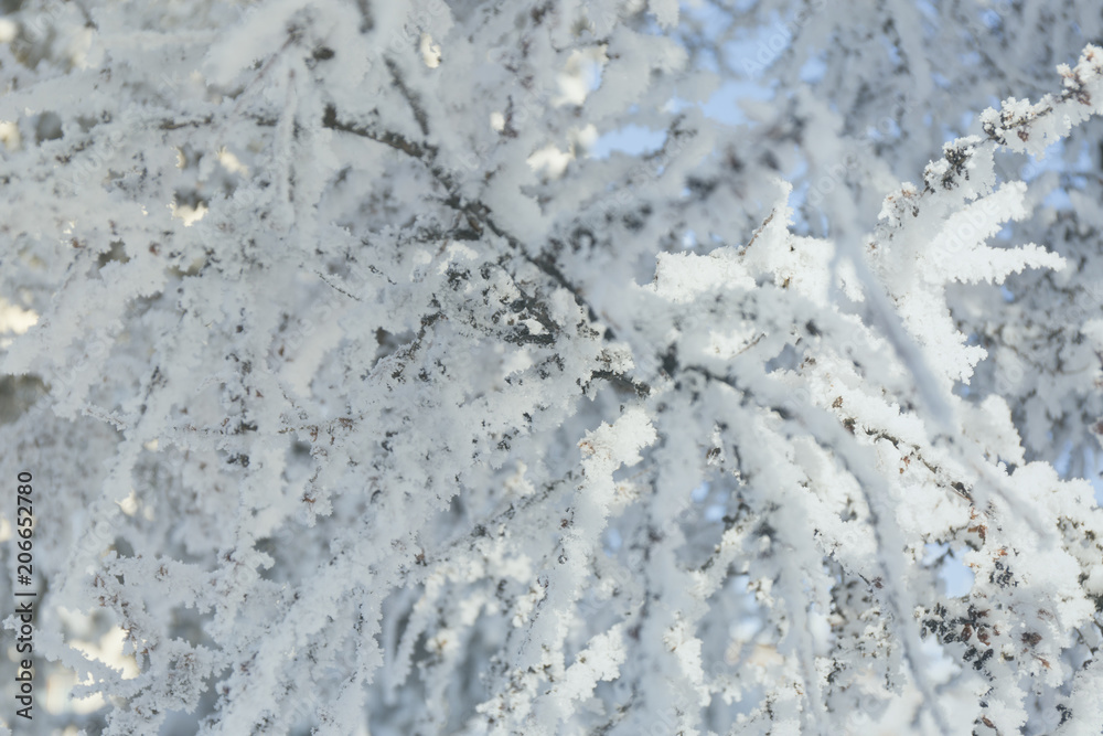 Winter frost branches snow and ice covered. Winter background.