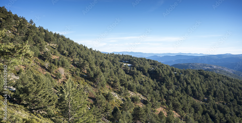 Scots Pine forest, Pinus sylvestris, in the municipality of Rascafria, in Guadarrama Mountains National Park, province of Madrid, Spain