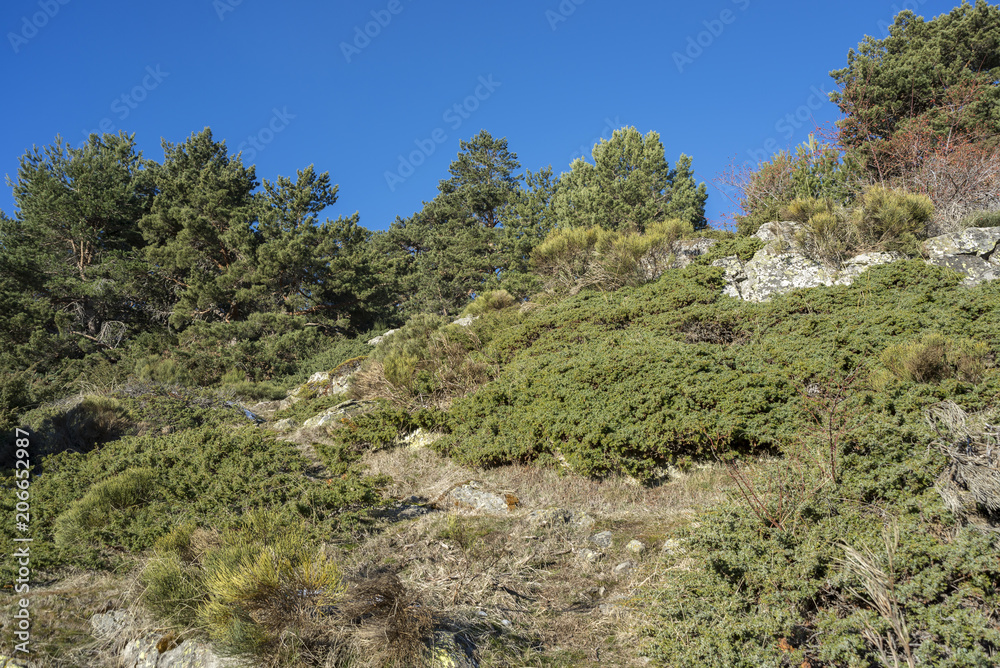 Scots Pine forest (Pinus sylvestris), and padded brushwood (Juniperus communis and Cytisus oromediterraneus) in the municipality of Rascafria, in Guadarrama Mountains National Park, Madrid, Spain