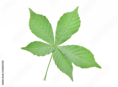 Leaf chestnut