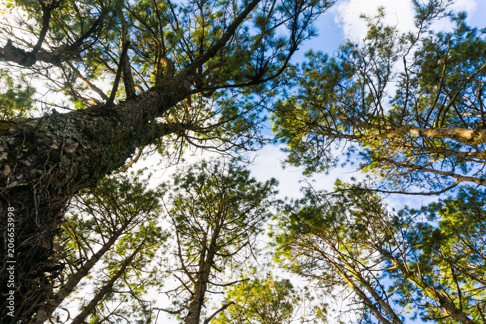 Landscape pine tree forest sunny day blue sky Landscape pine tree forest sunny day blue sky