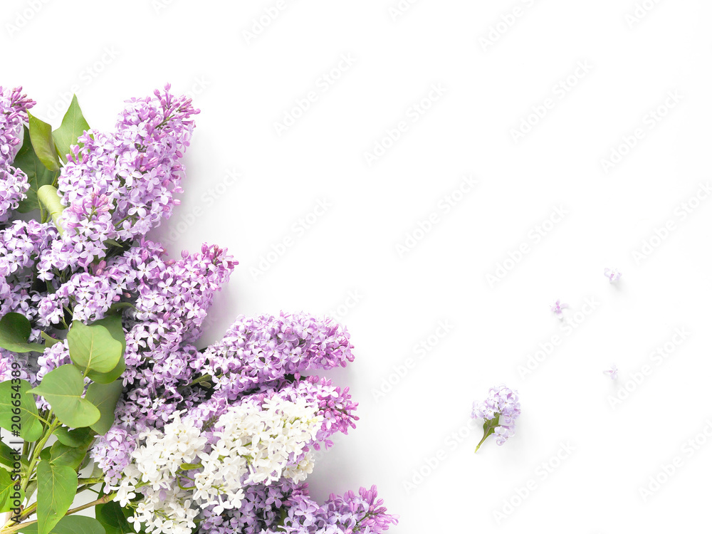 Obraz premium Flowering lilac isolated on white background, top view, flat layout, copy space.
