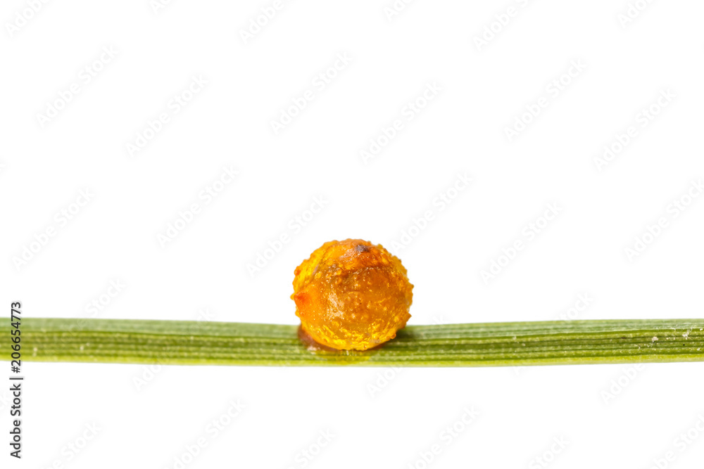 Fototapeta premium Common rose (Pachliopta aristolochiae) butterfly's egg