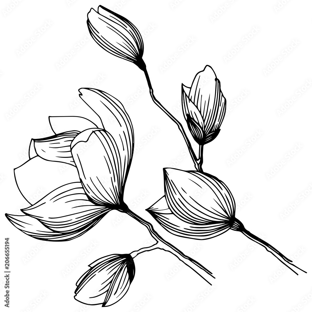 Fototapeta premium Magnolia in a vector style isolated. Full name of the plant: magnolia, gynopodium, sweetbay. Vector olive tree for background, texture, wrapper pattern, frame or border.