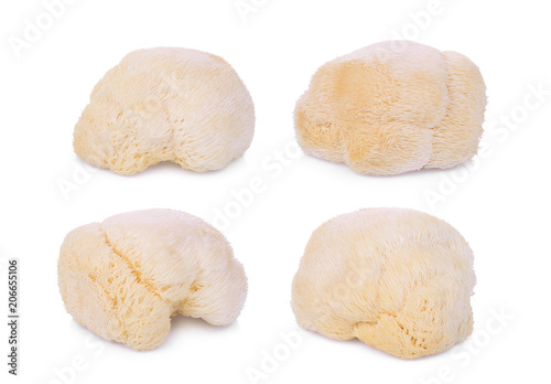 mushroom mokey head, lion mane or yamabushitake isolated on white background