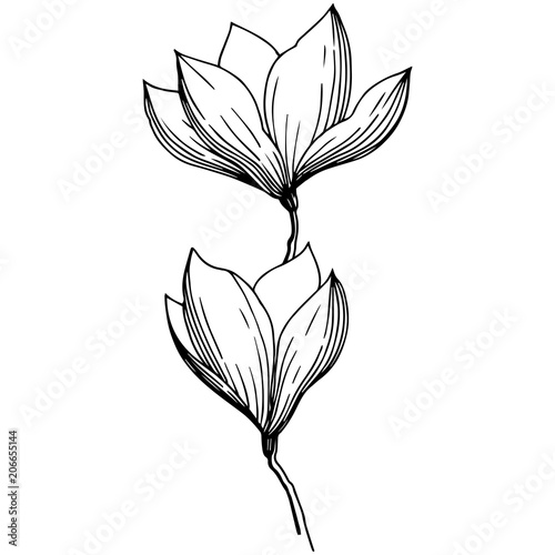 Magnolia in a vector style isolated. Full name of the plant: magnolia, gynopodium, sweetbay. Vector olive tree for background, texture, wrapper pattern, frame or border. photo