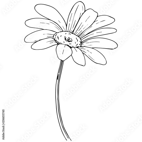 Daisy in a vector style isolated. Full name of the plant: daisy, chamomile. Vector olive tree for background, texture, wrapper pattern, frame or border.