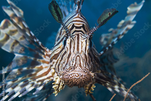 Close-up of a Red Lionfish (Common Lionfish)