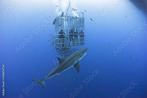 Cage diving with Great White Shark in clear blue water