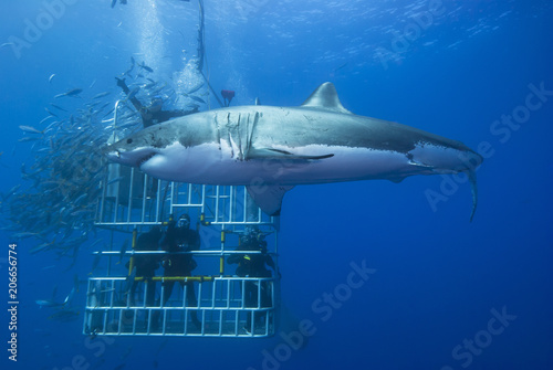 Great white shark sideways in front of a diving cage with scuba divers