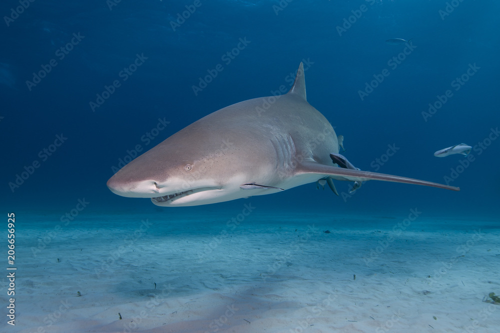 Naklejka premium Angry looking Lemon Shark showing sharp teeth rows