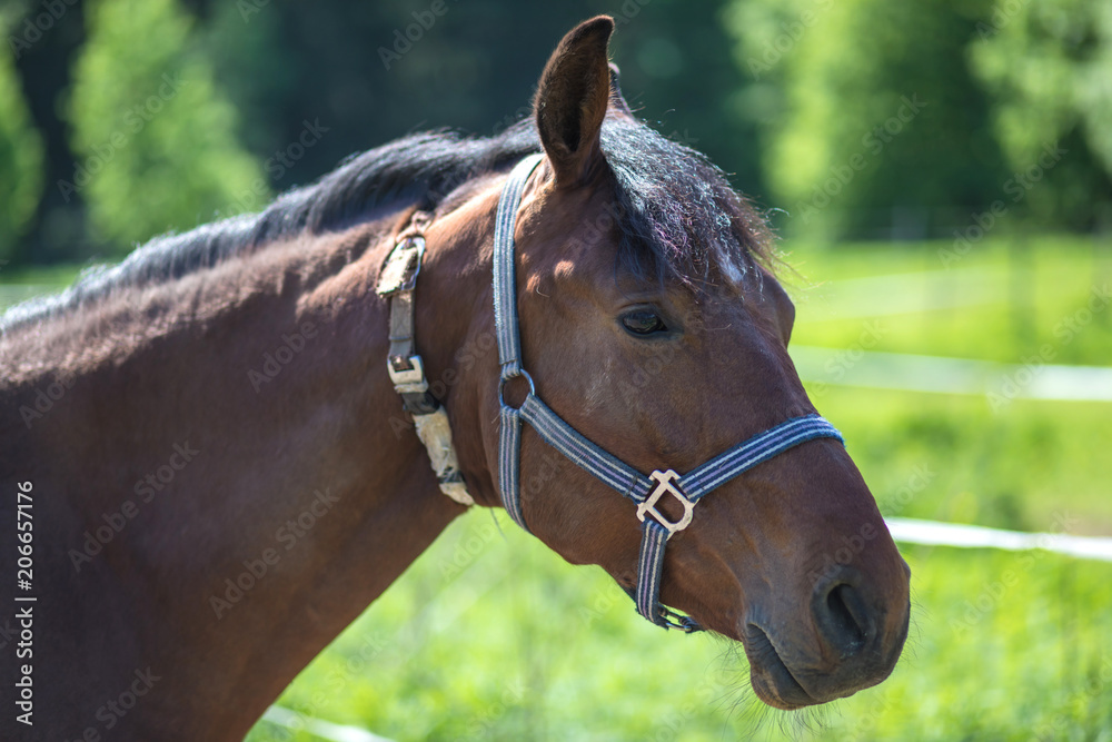 The head of brown Hanoverian horse in the bridle or snaffle a with the green background of trees an grass in the sunny summer day The head of brown Hanoverian horse in the bridle or snaffle a with the green background of trees an grass in the sunny summer day