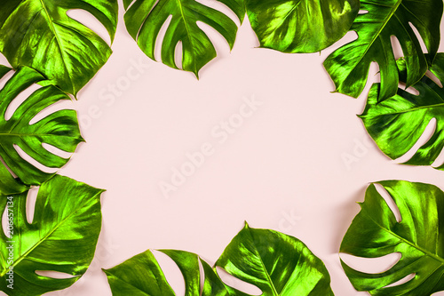 Tropical leaves Monstera on colorful background