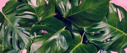 Tropical leaves Monstera on colorful background