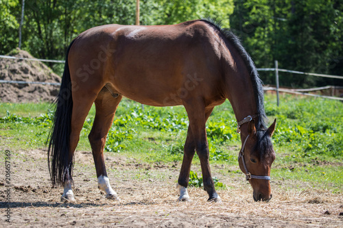 Vászonkép The brown Hanoverian horse in the bridle or snaffle on the pasture or grassland