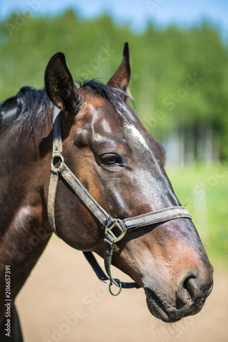 The head of brown Hanoverian horse in the bridle or snaffle a with the green background of trees an grass in the sunny summer day