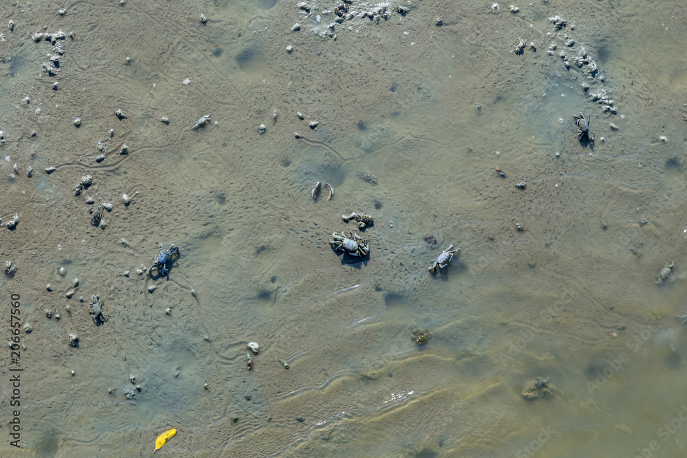 Mangrove crab feeding on mudflats during low tide. (Sesarma mederi) Mangrove crab feeding on mudflats during low tide. (Sesarma mederi)