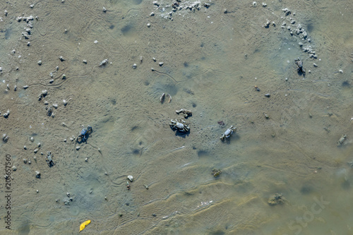 Mangrove crab feeding on mudflats during low tide. (Sesarma mederi)